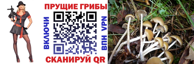 Купить где Богородицк Псилоцибиновые грибы мухоморы